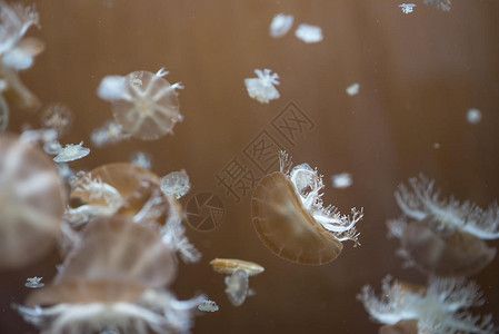 水族館壁紙高清：水族館壁紙高清，提供了一系列高清、逼真的海洋生物壁紙 水族館百科（水族館加盟） 第1張