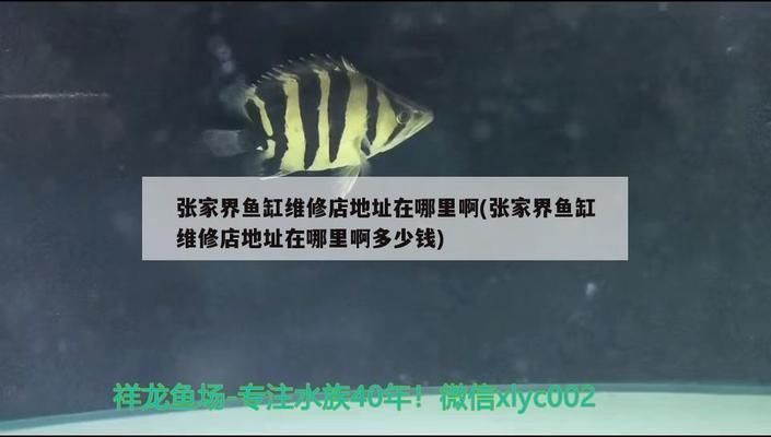 張家界龍魚專賣店 全國觀賞魚市場 第5張