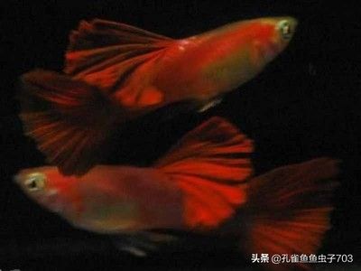 20厘米紅龍魚一年能長(zhǎng)多大?：探究20厘米紅龍魚的生長(zhǎng)潛能與時(shí)間 水族問答