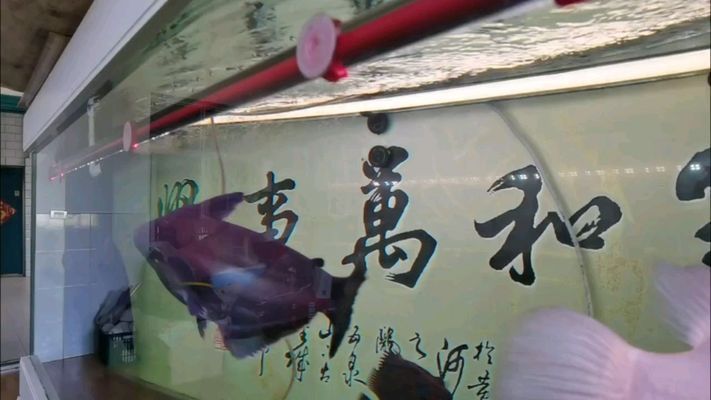 甘南州觀賞魚批發(fā)市場：甘南州水族批發(fā)市場 全國觀賞魚市場 第7張