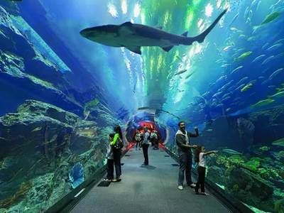 水族館適合開到哪里：水族館的開設(shè)地點(diǎn)應(yīng)考慮多種因素包括目標(biāo)受眾、地理位置