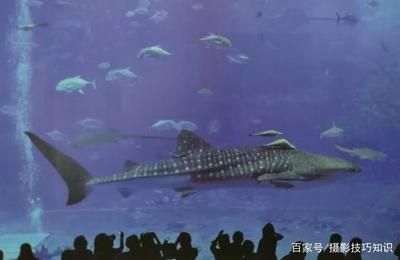 水族館發(fā)展前景怎么樣啊：全球已建成開放的水族館約550家，市場前景廣闊 水族館百科（水族館加盟） 第5張