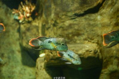 六安水族館：六安水族館六安水族館六安水族館 全國(guó)觀賞魚(yú)市場(chǎng) 第3張