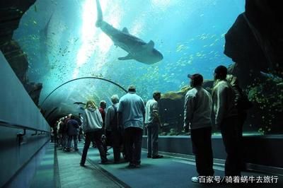 水族館是干什么的什么意思：參觀水族館的環(huán)保意義是什么