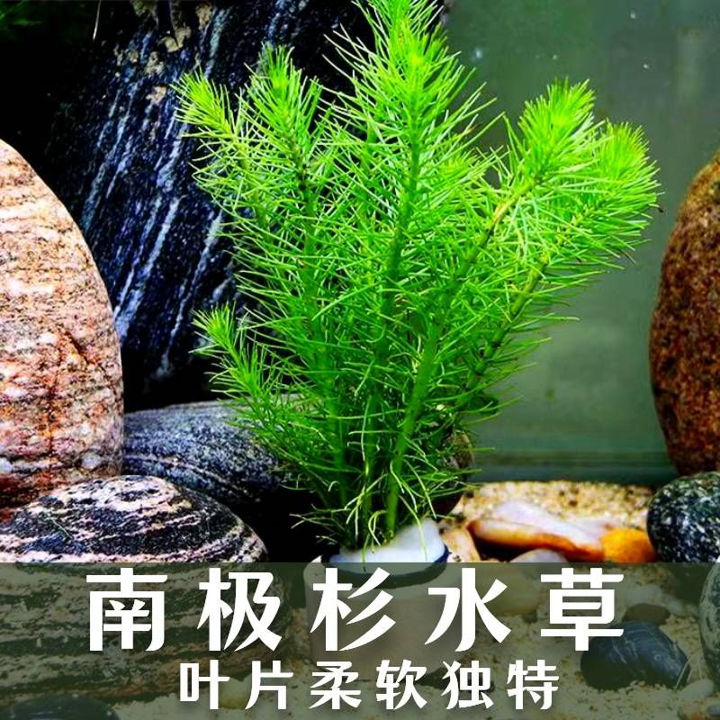 共度魚(yú)缸：共度魚(yú)缸的用戶評(píng)價(jià) 魚(yú)缸百科 第4張