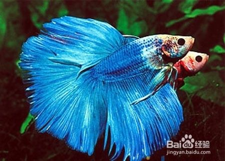 水族館里面有什么魚：水族館中常見的觀賞魚，是水族館中常見的觀賞魚類 水族館百科（水族館加盟） 第4張