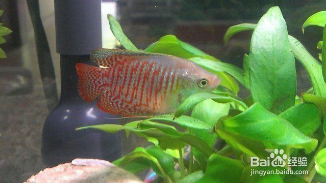 水族館里面有什么魚：水族館中常見的觀賞魚，是水族館中常見的觀賞魚類 水族館百科（水族館加盟） 第5張