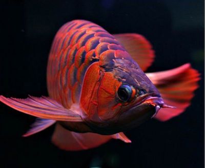 如何選購紅龍魚：如何挑選紅龍魚