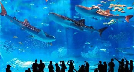 水族館靠什么盈利：水族館如何制定水族館門票價格策略 水族館百科（水族館加盟） 第5張