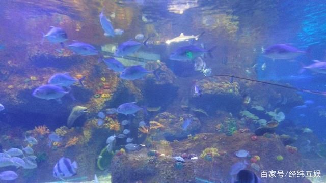 水族館的魚(yú)的種類(lèi)：水族館中常見(jiàn)的魚(yú)類(lèi)種類(lèi) 水族館百科（水族館加盟） 第4張