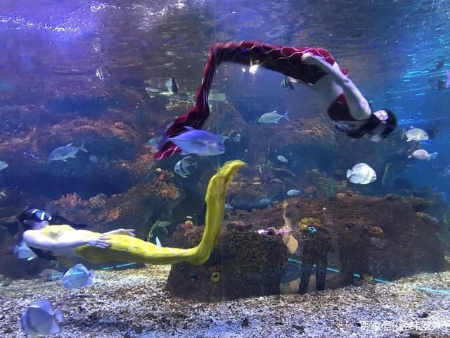 水族館的魚(yú)的種類(lèi)：水族館中常見(jiàn)的魚(yú)類(lèi)種類(lèi) 水族館百科（水族館加盟） 第3張