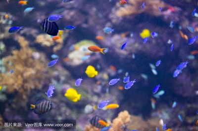 水族館的魚(yú)的種類(lèi)：水族館中常見(jiàn)的魚(yú)類(lèi)種類(lèi) 水族館百科（水族館加盟） 第5張