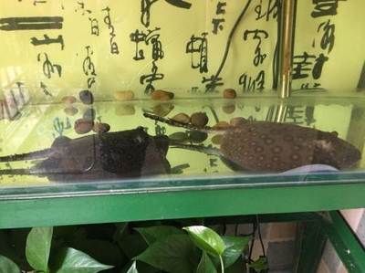 邯鄲龍魚(yú)專(zhuān)賣(mài)店：邯鄲哪里有賣(mài)龍魚(yú)的