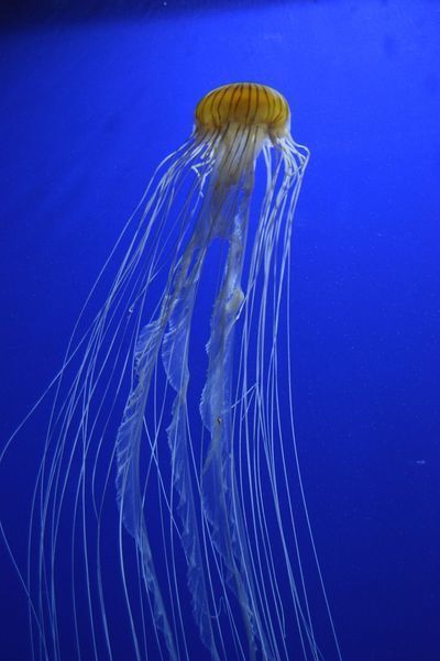 成都觀賞魚批發(fā)市場：成都市觀賞魚批發(fā)市場 全國觀賞魚市場 第5張