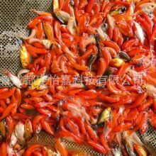 成都觀賞魚批發(fā)市場：成都市觀賞魚批發(fā)市場 全國觀賞魚市場 第6張