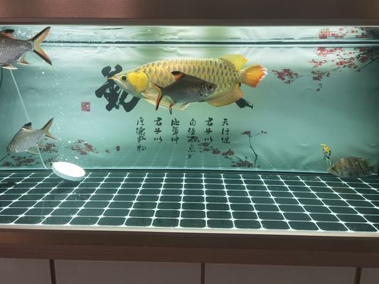 新鄉(xiāng)龍魚專賣店：臨沂春園花鳥魚寵批發(fā)市場在哪里賣魚缸的地方在哪里 全國觀賞魚市場 第6張