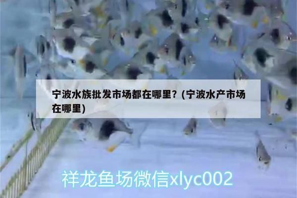 寧波水族批發(fā)市場：寧波市寧波水族批發(fā)市場 全國觀賞魚市場 第4張