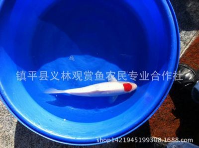 3斤紅龍魚(yú)值多少錢(qián)一條：紅龍魚(yú)的價(jià)格是否受到季節(jié)影響，-答案：是的 水族問(wèn)答 第2張