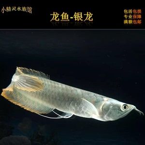 3元一條小金龍魚(yú)是真的嗎：3元一條小金龍魚(yú)是真的嗎？ 水族問(wèn)答 第2張