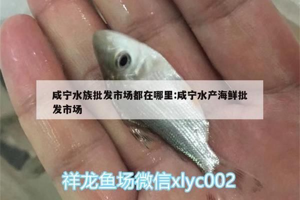 咸寧觀賞魚批發(fā)市場：咸陽觀賞魚批發(fā)市場