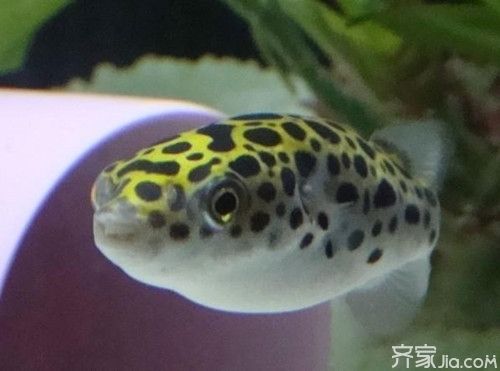 潛水艇魚飼養(yǎng)環(huán)境優(yōu)化技巧：優(yōu)化潛水艇魚飼養(yǎng)環(huán)境的實(shí)用技巧 龍魚百科 第3張