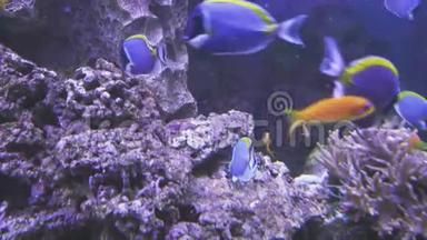 泰安水族館：親子游玩攻略，泰安水族館海洋生物科普，泰山水族館游客評價如何 全國觀賞魚市場 第3張