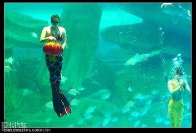 泰安水族館：親子游玩攻略，泰安水族館海洋生物科普，泰山水族館游客評價如何 全國觀賞魚市場 第12張