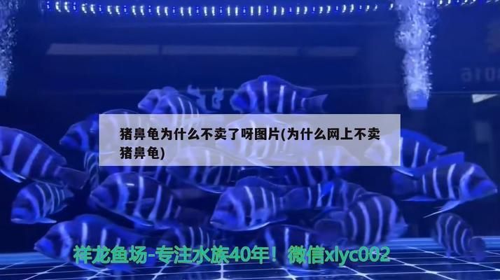 豬鼻龜為什么不賣了：豬鼻龜為什么不讓賣 豬鼻龜百科 第2張