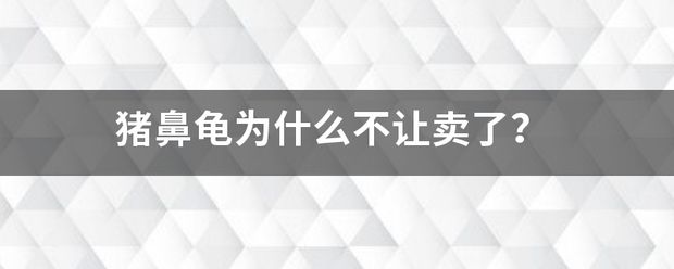 豬鼻龜為什么不賣了：豬鼻龜為什么不讓賣 豬鼻龜百科 第6張