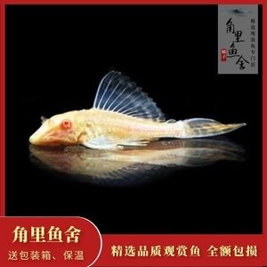 女王大帆會被龍魚吃嗎 龍魚百科 第4張