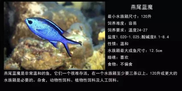 40cm龍魚一天吃多少：關于龍魚飲食問題的問答答案 水族問答 第2張