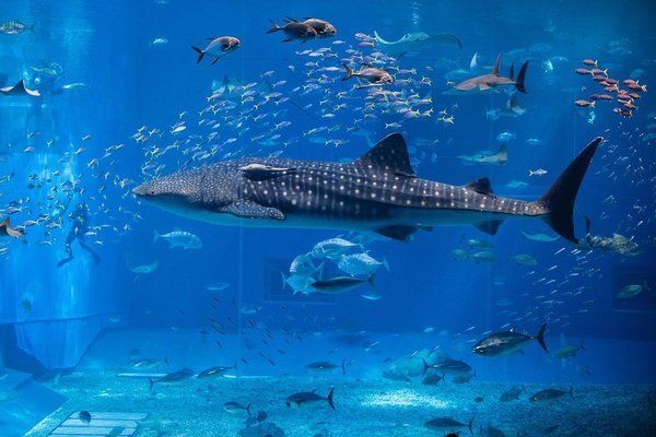 牡丹江水族館：時(shí)代附近水族館 全國觀賞魚市場 第5張