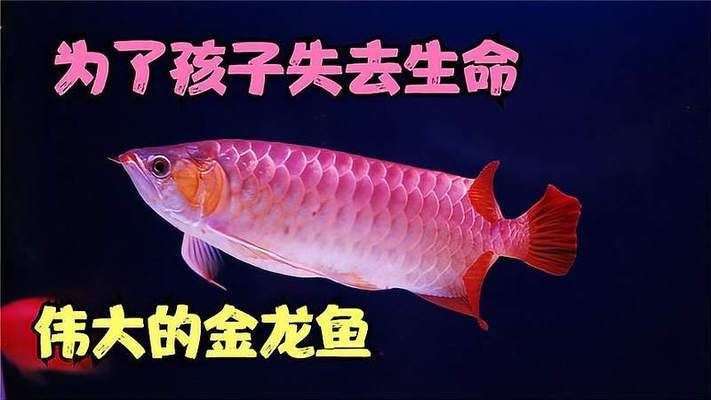 金龍魚紀(jì)錄片 龍魚百科 第1張