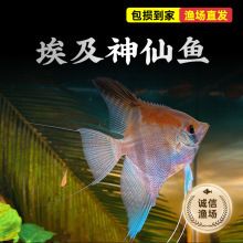 泰州觀賞魚(yú)批發(fā)市場(chǎng)：泰州市水族批發(fā)市場(chǎng) 全國(guó)觀賞魚(yú)市場(chǎng) 第9張