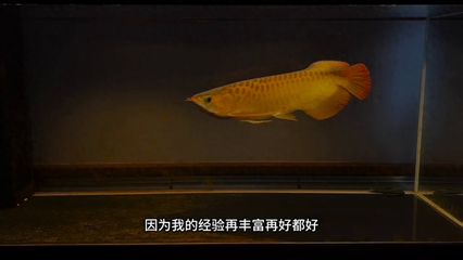 龍魚紀(jì)錄片：《龍魚》紀(jì)錄片 龍魚百科 第3張