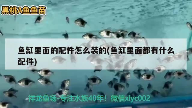 開個(gè)水族館賣觀賞魚掙錢嗎現(xiàn)在：開一個(gè)水族館賣觀賞魚是否掙錢