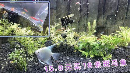 40公分的龍魚一次喂多少蝦肉：40公分龍魚一次喂食蝦肉的適宜量,通過實(shí)驗(yàn)發(fā)現(xiàn)每條龍魚每次喂食 水族問答 第1張