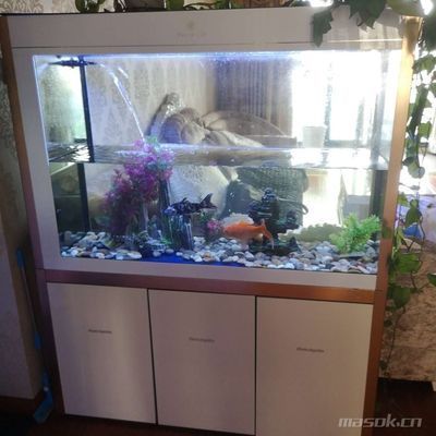 可麗愛魚缸能用幾年：可麗愛魚缸使用壽命受多因素如材料質(zhì)量、水質(zhì)管理、維護頻率等影響