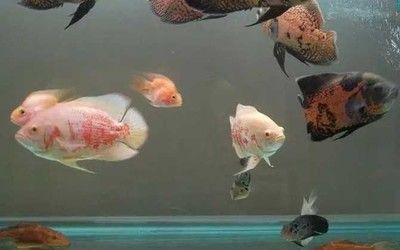 40公分的龍魚怎么養(yǎng)活的：40公分長的龍魚需要多少食物和飼養(yǎng)方法，龍魚的飼養(yǎng)方法 水族問答 第1張