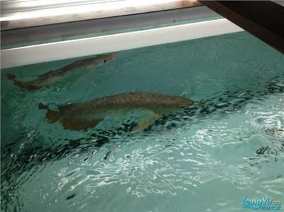 40公分紅龍魚喂食方法：關(guān)于龍魚健康的問題 水族問答 第1張