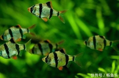 魚缸綠藻生物防治案例：魚缸綠藻生物防治 魚缸百科 第4張