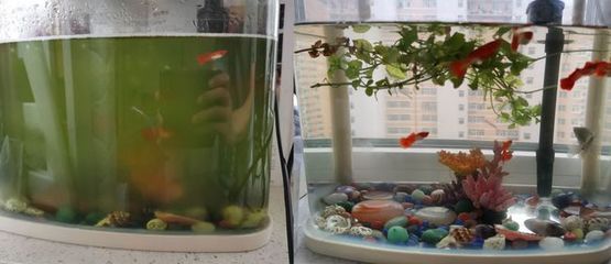 魚缸除藻生物的市場價格：魚缸除藻生物價格