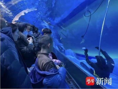 水族館有什么工作：動(dòng)物醫(yī)生的疾病治療方法介紹水族館工作人員的疾病治療方法介紹 水族館百科（水族館加盟） 第1張