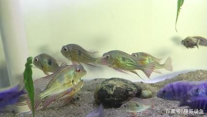 觀賞魚成熟期的共性：觀賞魚成熟期的共性是一個復(fù)雜的生物學(xué)過程的特征 觀賞魚百科 第5張