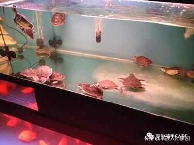 豬鼻龜飼養(yǎng)環(huán)境圖片：豬鼻龜是淡水龜還是淡水龜 豬鼻龜百科 第1張