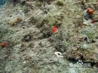 金龍魚顏色變淺原因探究：金龍魚顏色變淺可能是由于多種因素引起的 金龍魚百科 第5張