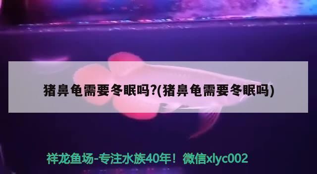 豬鼻龜溫度多少合適冬眠：豬鼻龜不需要冬眠嗎， 豬鼻龜百科 第6張