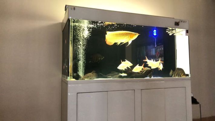 50cm龍魚價(jià)格：50cm的龍魚價(jià)格會(huì)因其品質(zhì)、年齡等因素而有所不同 龍魚百科 第2張