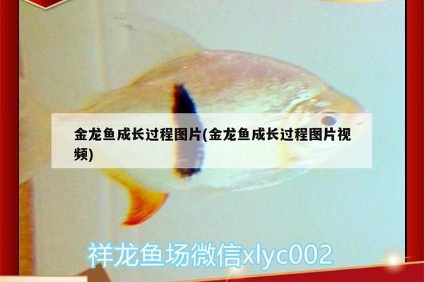 過背金龍魚成長過程描寫片段怎么寫：過背金龍魚成長過程描寫 金龍魚百科 第3張