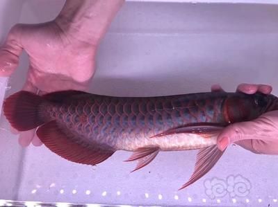 大型金龍魚價(jià)格多少錢一條：-大型金龍魚價(jià)格通常在500到800元人民幣左右 水族問答 第1張